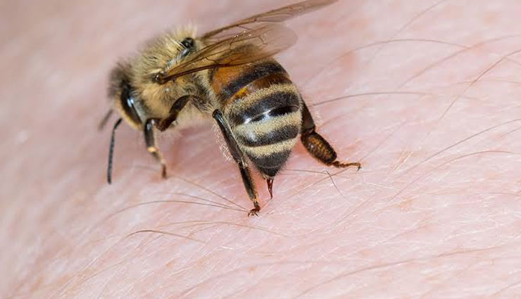 bee sting,ways to treat bee sting,home remedies,home remedies for bee sting,Health tips,fitness tips